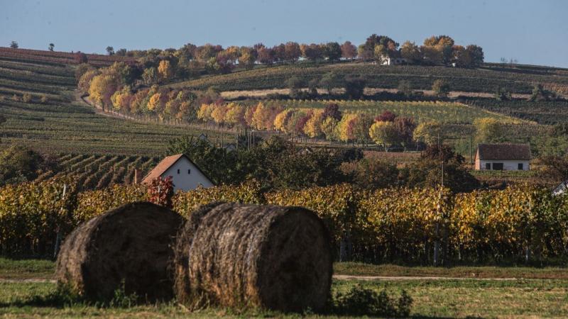 Több ezer hektárnyi szőlőültetvényt ellenőriztek, mivel a borvidékek rémálma, a rettegett betegség, pusztító hatását gyakorolja.