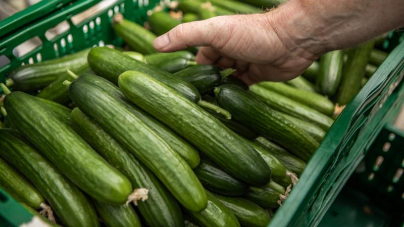 Az időjárás nem válogatott, még a francia gazdák sem úszták meg a 2024-es évet: az uborkatermesztés is megszenvedte a viszontagságokat - Agrárszektor.