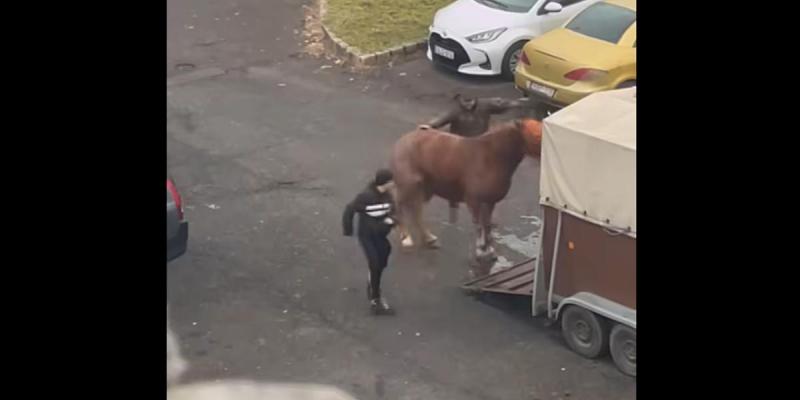 Egy videóban látható, ahogy egy férfi többször is hasba rúg egy lovat Salgótarján területén. Az eset felháborodást váltott ki, és sokan kérdőre vonják az állatvédelmi szabályokat.