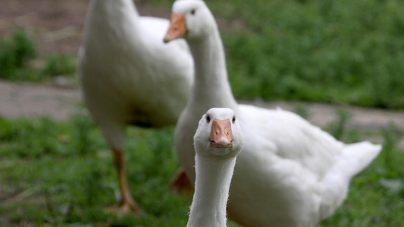 Vírus terjedése Magyarországon: a hatóság újabb védőkörzetet állított fel - Agro Napló

A vírus terjedésének megfékezése érdekében a hatóság bejelentette, hogy újabb védőkörzetet hozott létre Magyarország területén. Az intézkedés célja, hogy megvédje a la