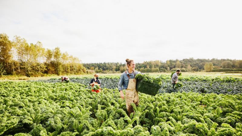 Új trend terjed a magyarok között: vajon valóban komoly profitot hozhat? - Agrárszektor