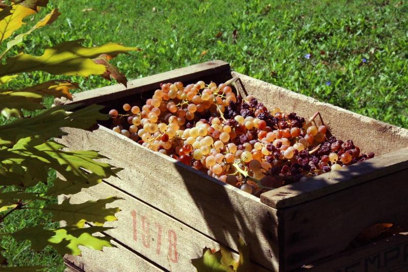A Nébih is csatlakozott a szüretelési folyamatokhoz - Magyar Mezőgazdaság