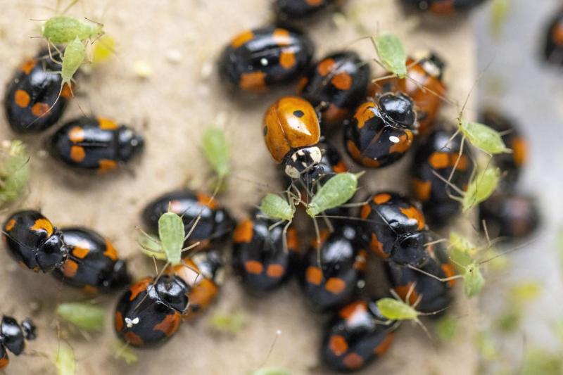 Ragadozó rovarokkal a kert védelméért: vegyszermentes megoldások
A kertünkben megjelenő kártevők elleni harc sokszor elkerülhetetlen, de nem mindig szükséges vegyszerekhez folyamodnunk. A természetes ragadozók alkalmazásával hatékonyan védekezhetünk a ká