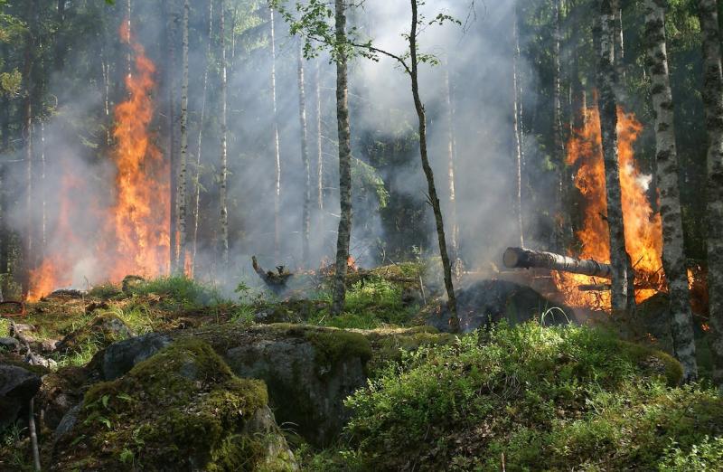 Az Amazonas-vidék tüzei soha nem látott mértékben pusztítanak, ami súlyosbítja a régió ökológiai sebezhetőségét. A Magyar Mezőgazdaság hírei szerint a rekordmagas tűzesetek rávilágítanak a környezeti problémákra és az éghajlatváltozás hatásaira. Az Amazon